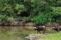 Kapama Buffalo Camp 5*